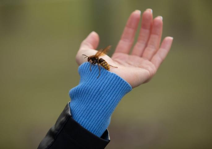 Bube Kreveta Haraju Srbijom Najezda Klintonki Nije Najve I Problem