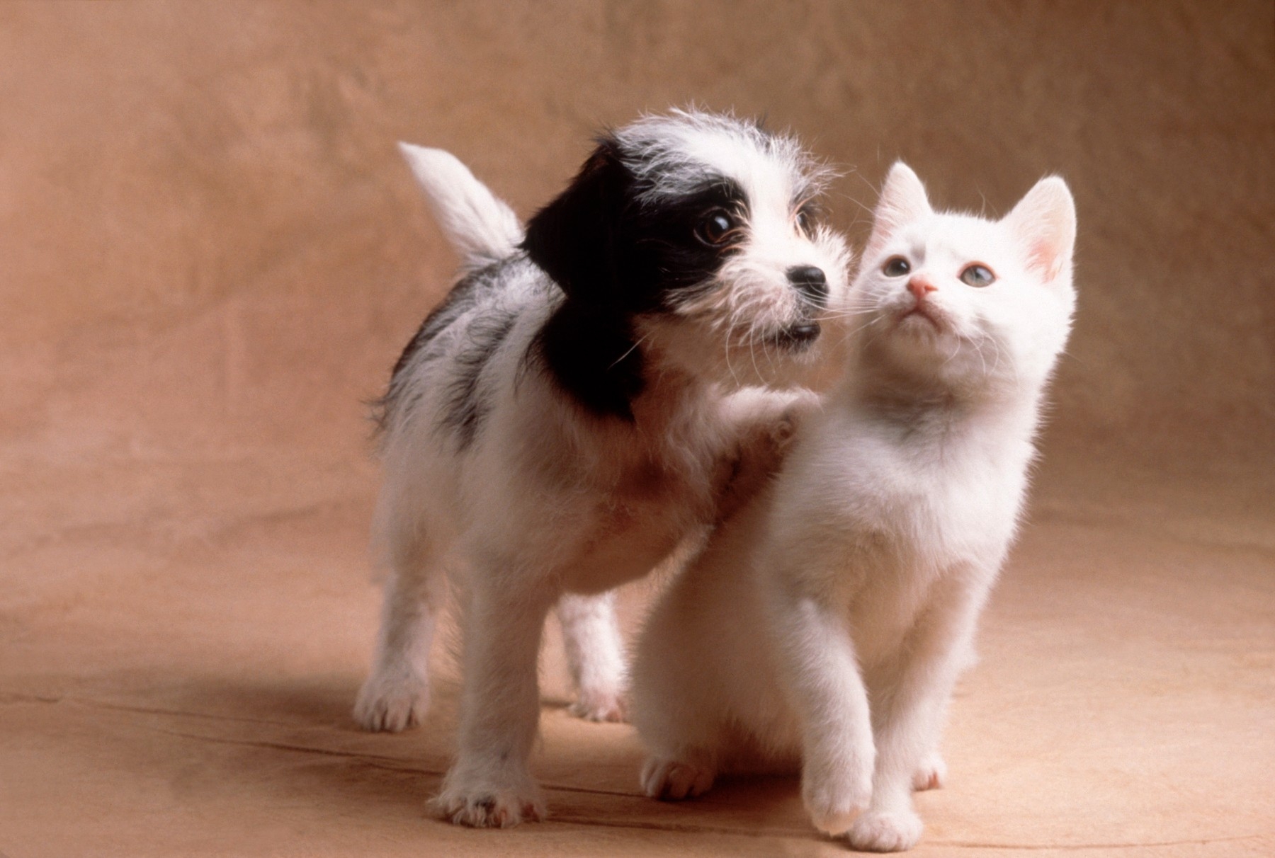 Кошечки собачки собаки. Собачки и кошечки. Щенок и котенок. Милые котики и собачки. Забавные котята и щенки.