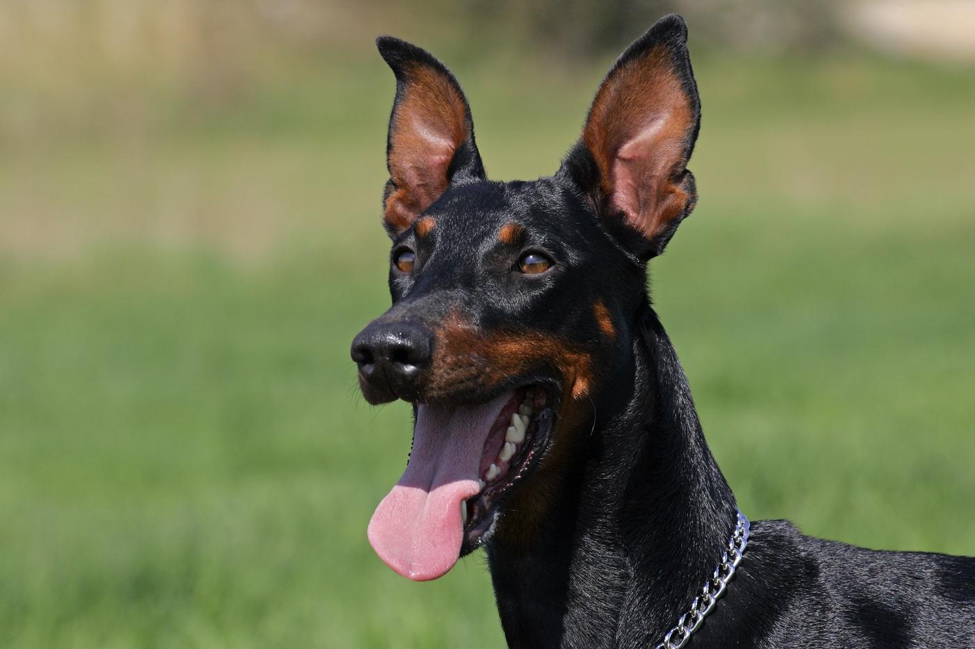 je li doberman radni pas