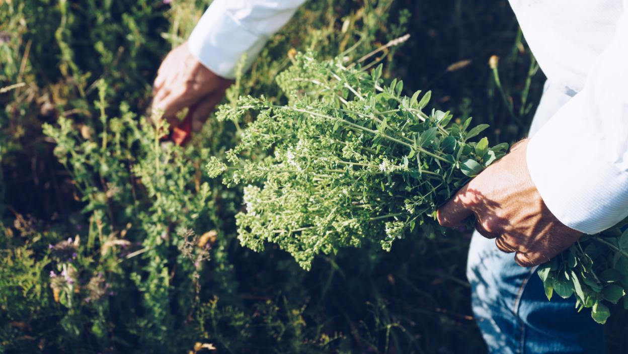 Neverovatne moći DIVLJEG ORIGANA: Jačiji je od limuna i belog luka zajedno, a evo na koji način treba da ga koristite